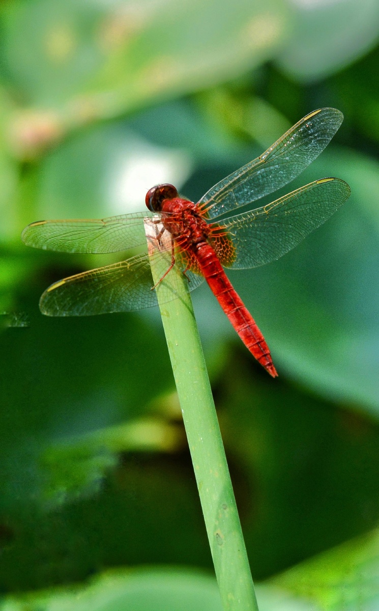 猩红蜻蜓