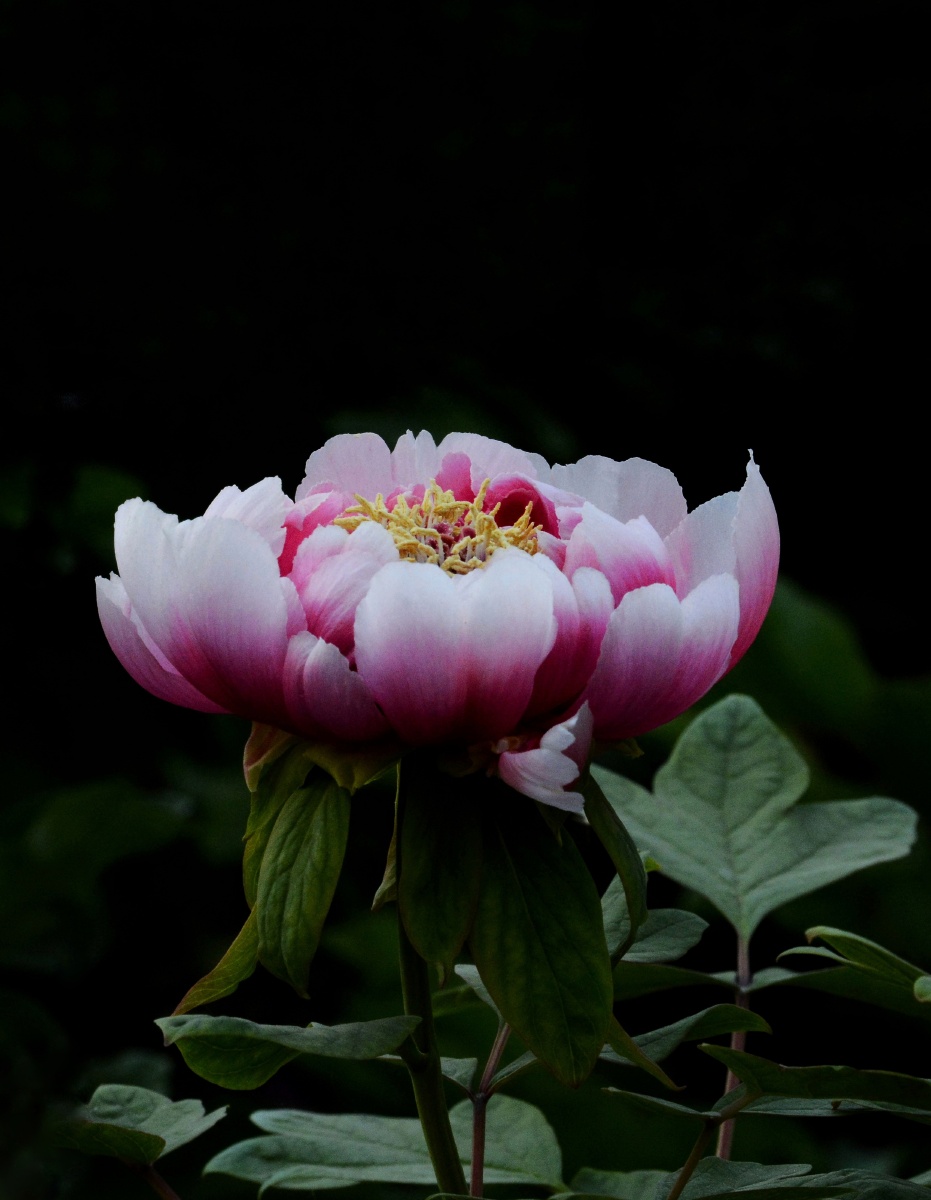 造型罕见且完美的牡丹花