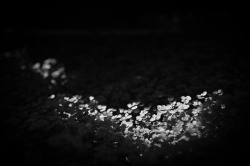 IMG_6804.JPG
