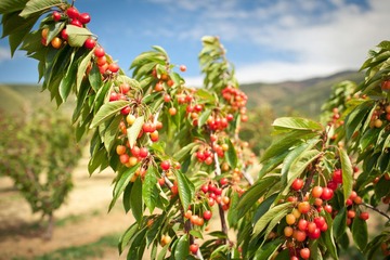 cherry