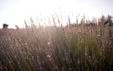 lavender