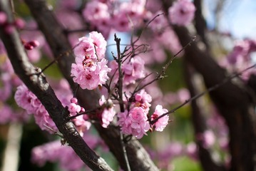 桃花朵朵开
