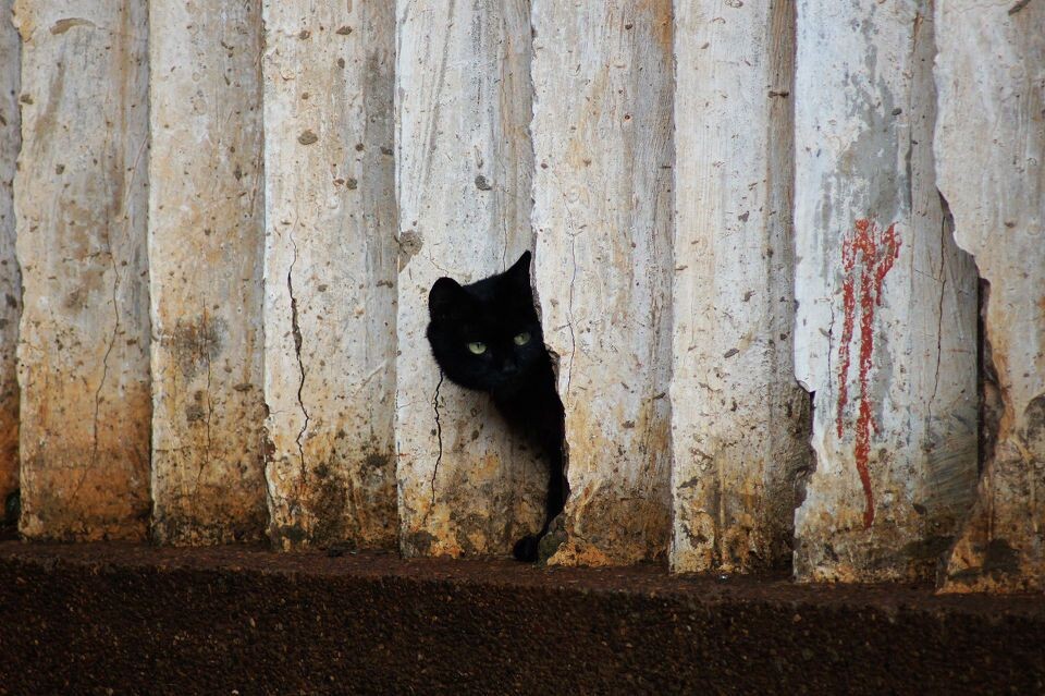 侦查<br />
一个下雨天偶然见到的小黑猫