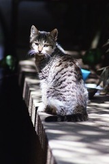 猫丙