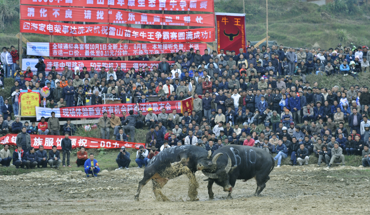 贵州苗族斗牛赛