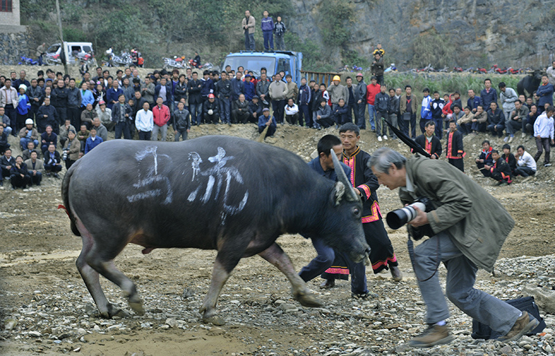 哪些民族过斗牛节的风俗
