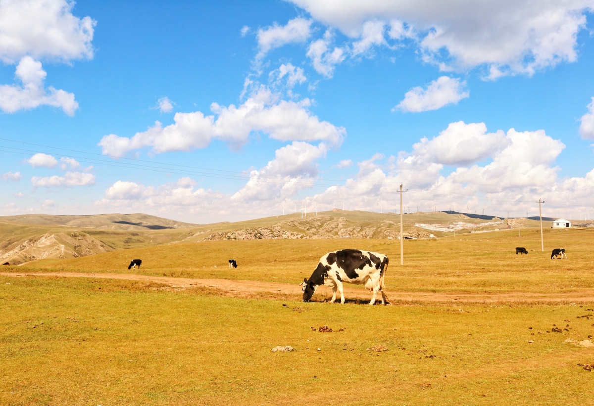 草原哞哞可爱的牛儿