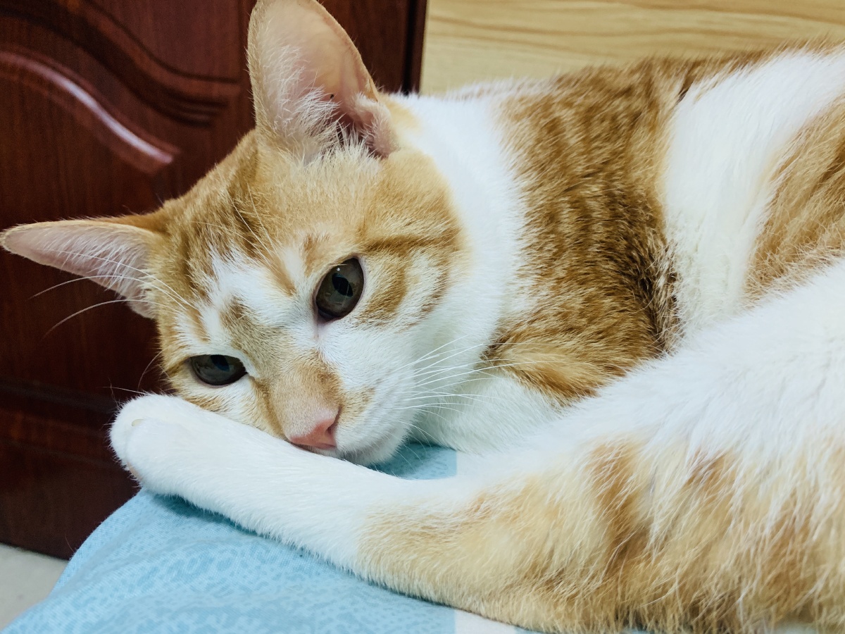 害羞的猫会撒娇的猫捂脸的猫