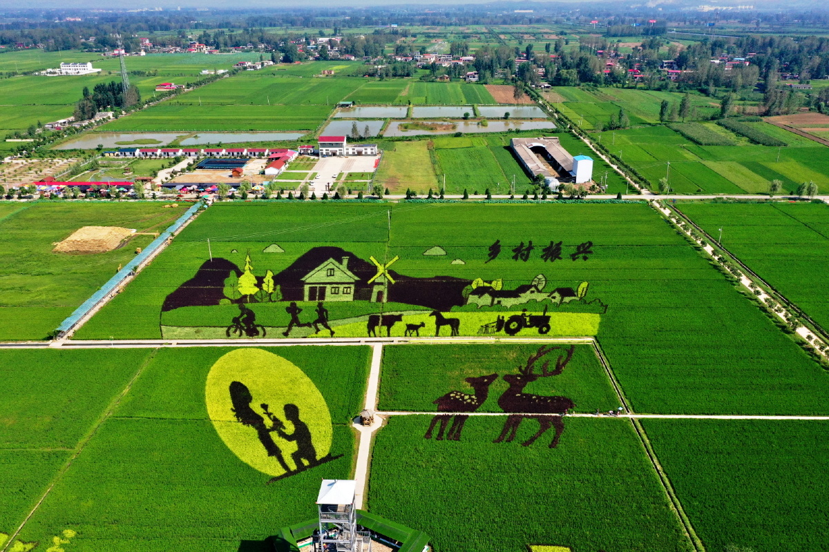 驻马店风光留庄稻田风景4