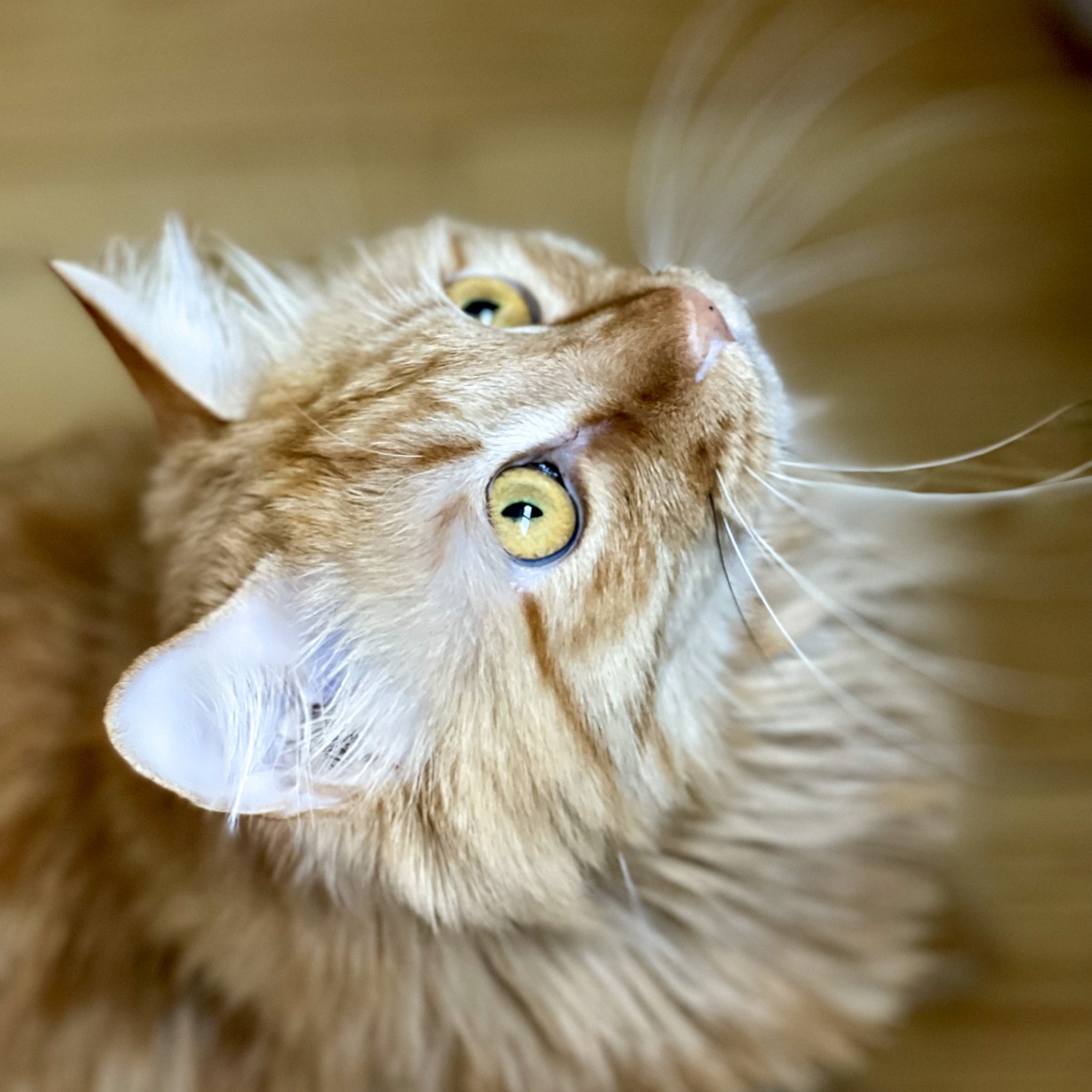 黑眼仁不断的放大