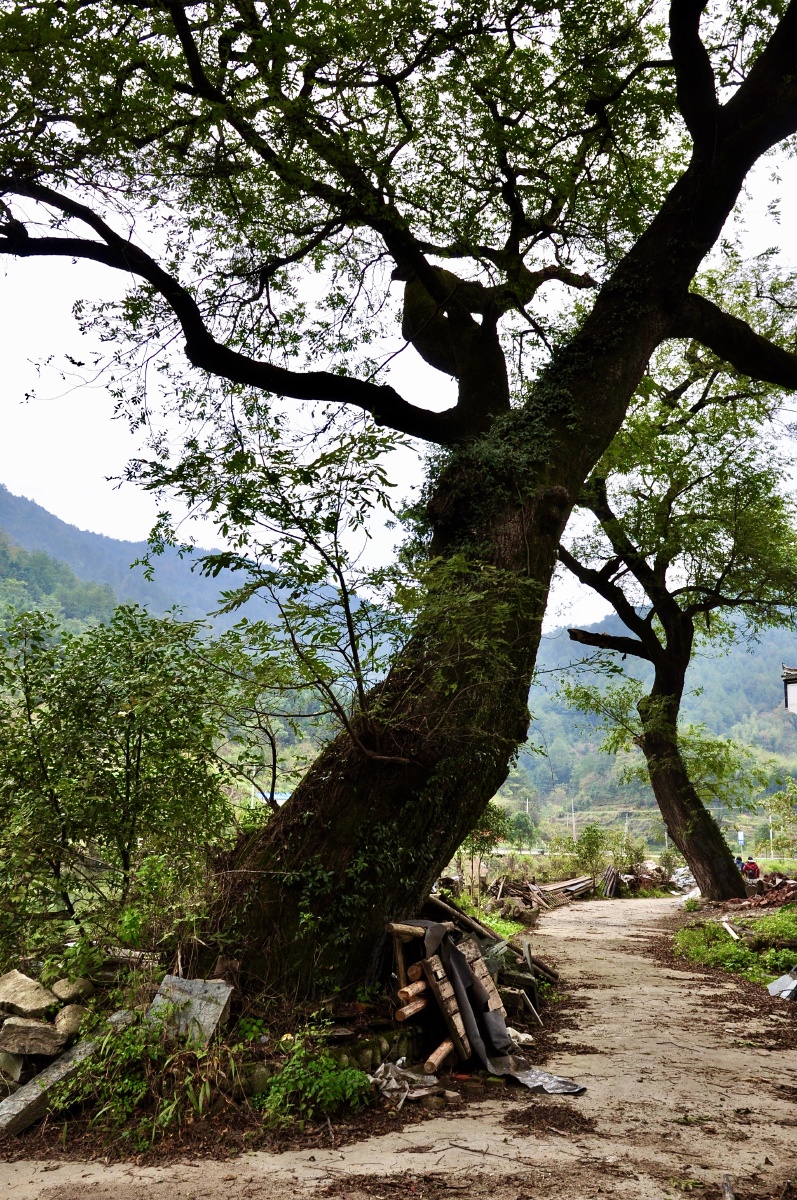 乡间小路中的一棵老树75