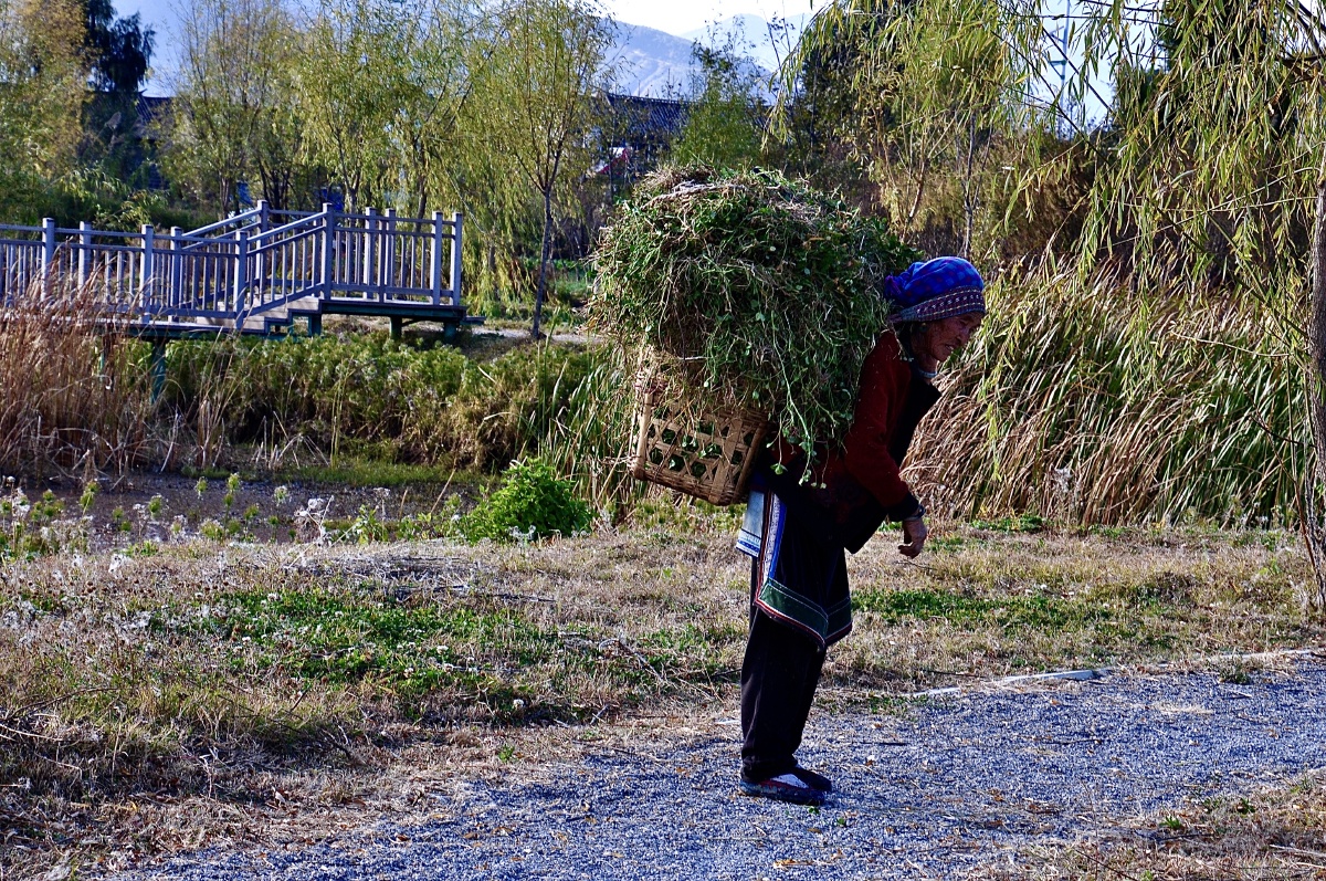 76岁的白族老人在劳动帮她割草扶她背起草筐举手之劳邀请我去她家吃饭