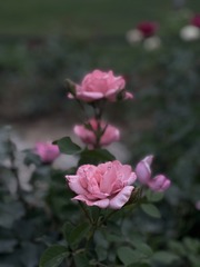 1409E999-5BD8-4898-B1F0-261DB110029A/L0/001