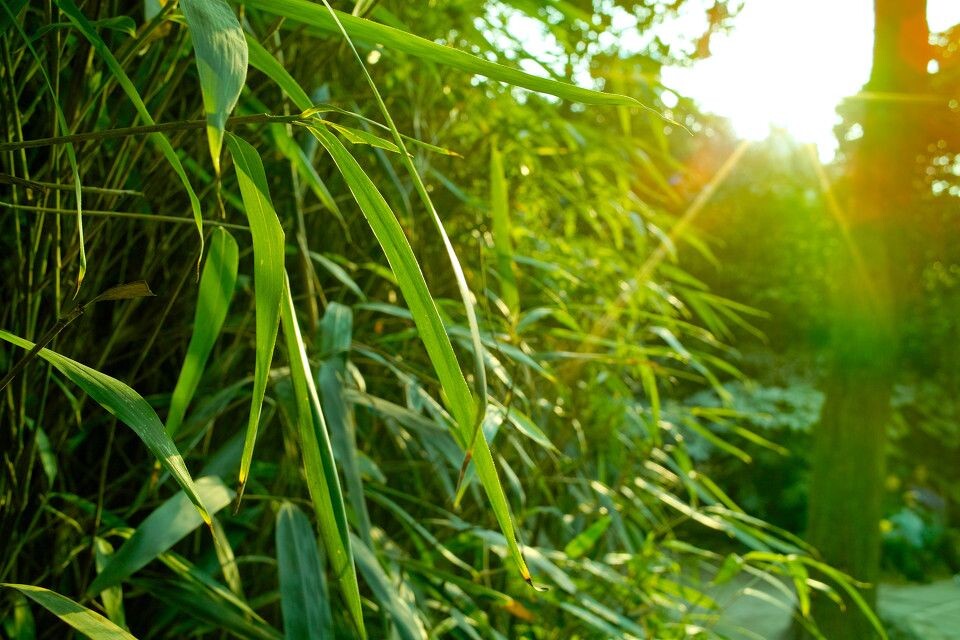 阳光下的一抹绿<br />
