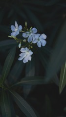 2657578