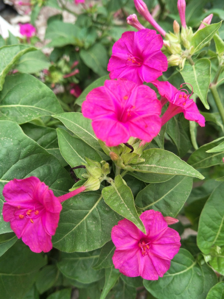 胭脂花 - 柠夏a - 图虫