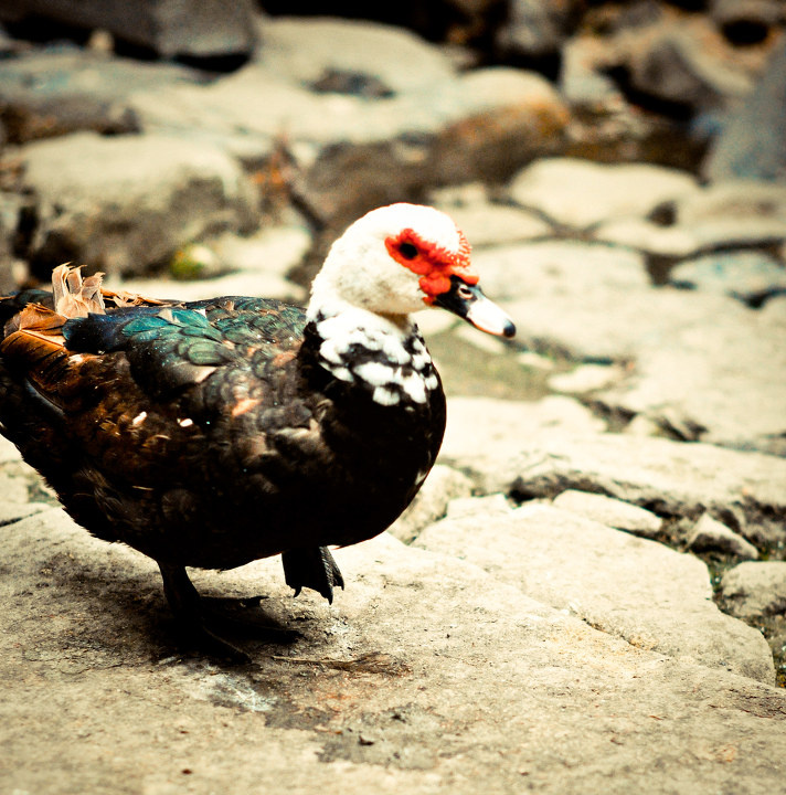 金鸭独立 br /> 鸭不比鸡逊色多少