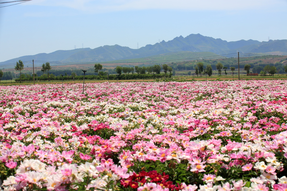 芍药花海