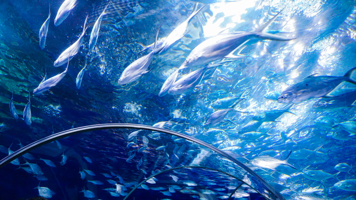 上海海洋馆 - 方糖米 - 图虫