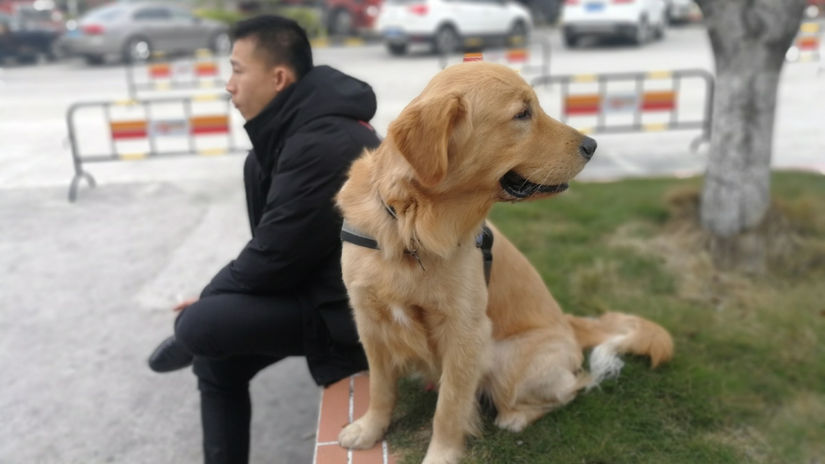 给宠物打狂犬多少钱