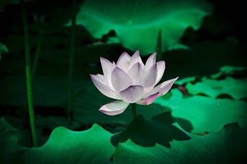 IMG_8203-1