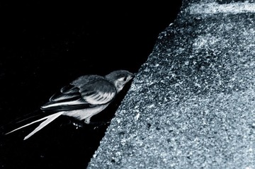 IMG_9006fff