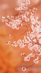 AAFBAAE0-A9FD-4F82-94E3-79B85A39C417/L0/001