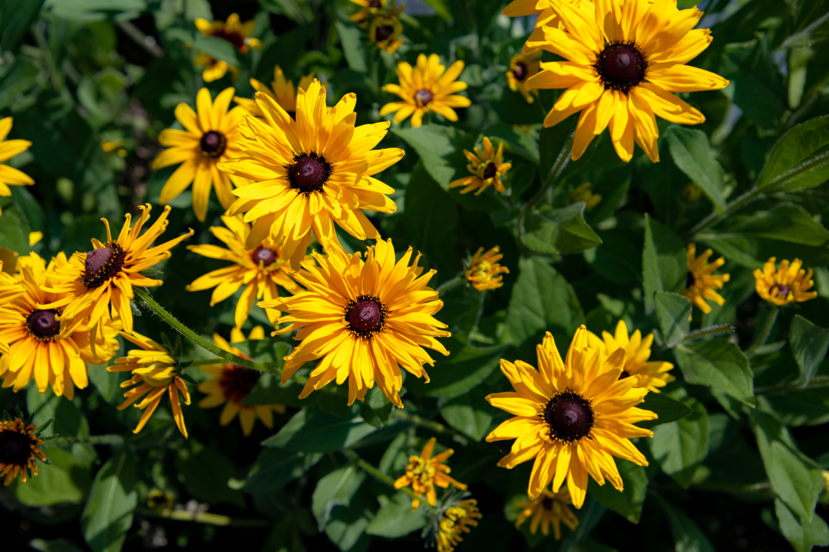 毛叶金光菊 又称黑心菊,为菊科金光菊属多年生宿根草本花卉,常作一,二