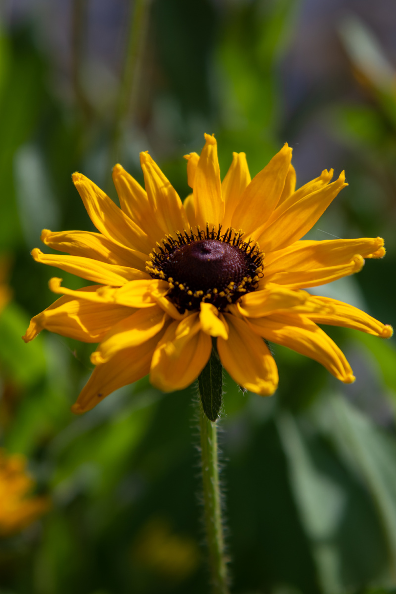 毛叶金光菊 又称黑心菊,为菊科金光菊属多年生宿根草本花卉,常作一,二