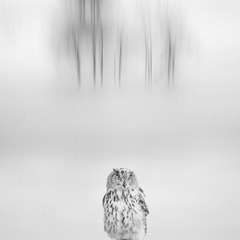 雪鹰