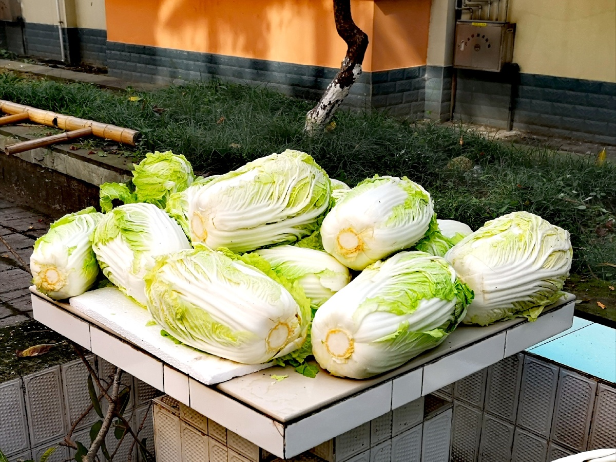 南方这么成堆的大白菜还是比较少见的