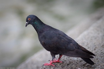 IMG_2009.jpg