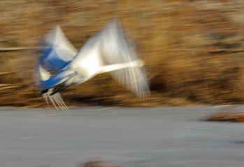 1727129