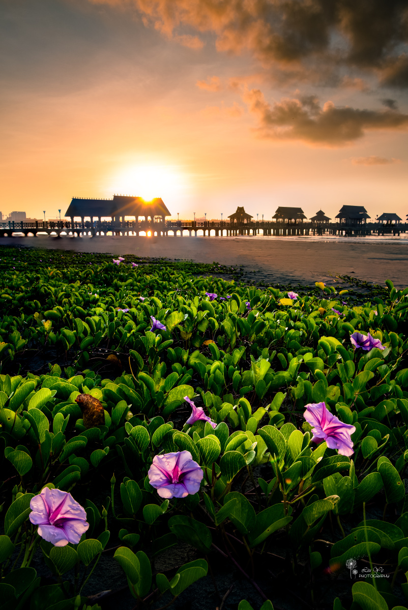 清晨的阳光照耀着海滩上花朵,娇艳欲滴.
