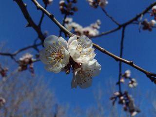 桃花1
