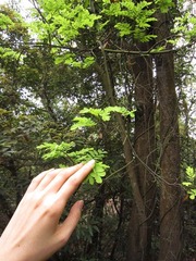 抚