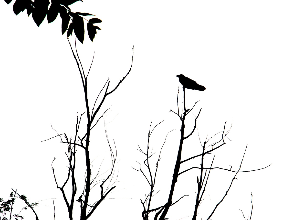 慕斯鲷哥浴2020年4月13日665关注老鸦大连理工大学