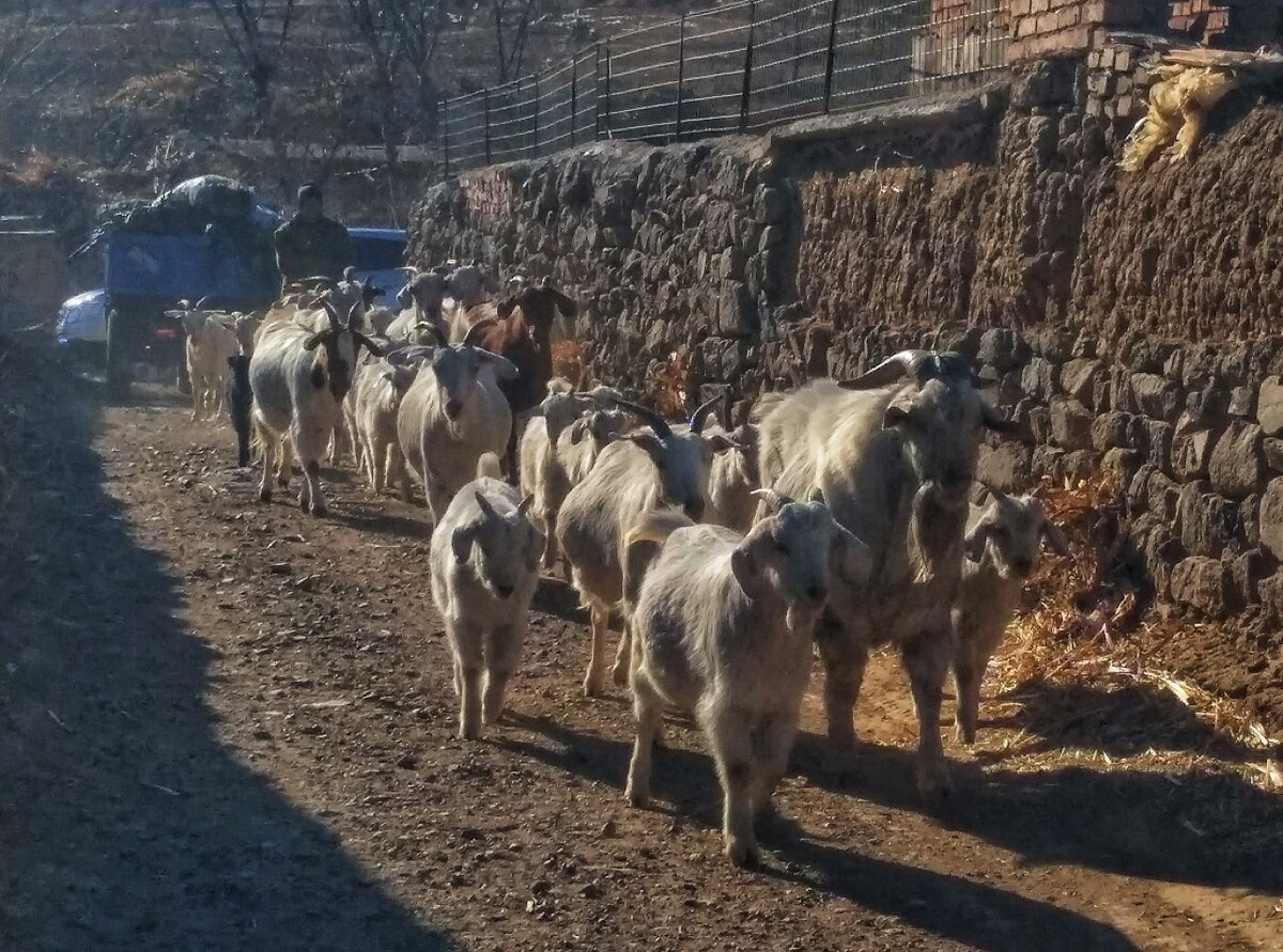 贵州省黎平县养殖那些山羊