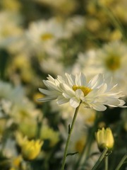 白菊