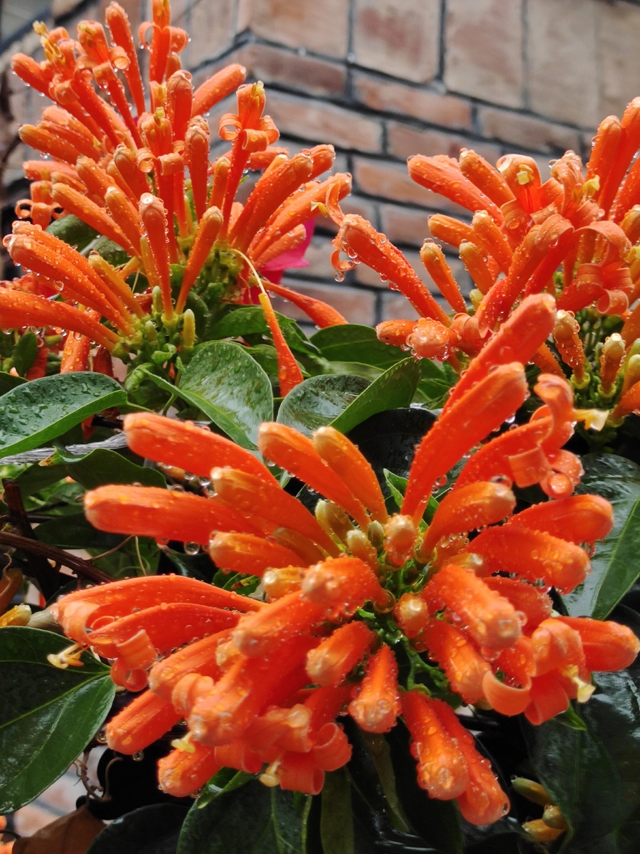 炮仗花,迎新年! - 快乐记录美景 - 图虫