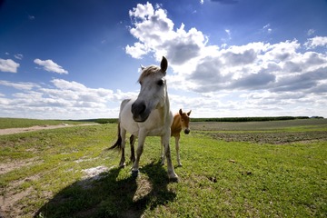 _DSC0706