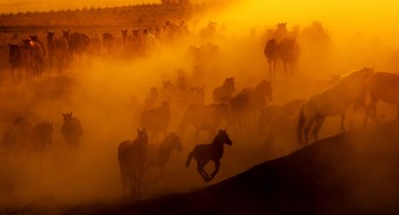 _DSC3933