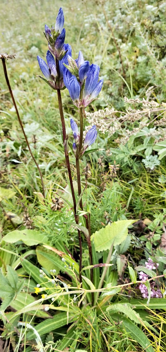新疆禾木村山上的奇花异草