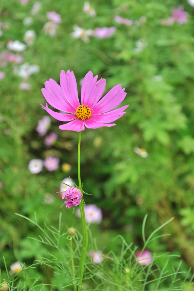 小小格桑花打卡