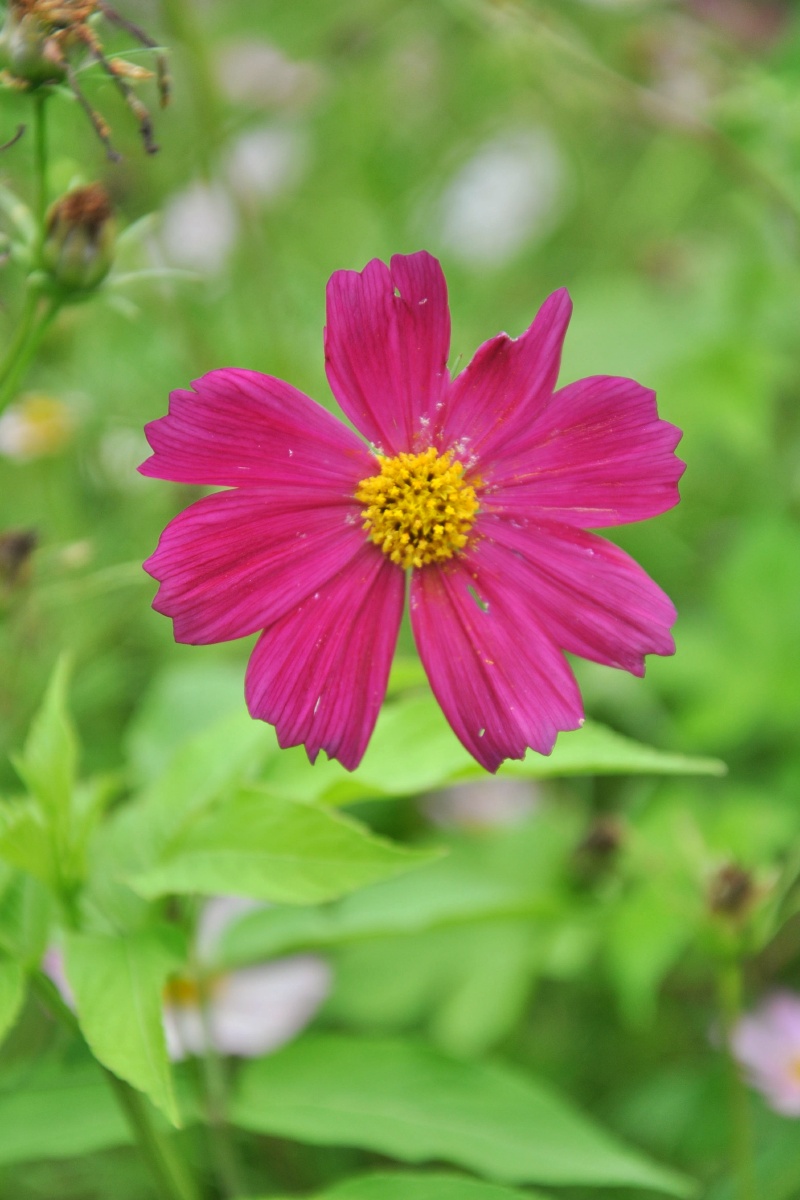 小小格桑花打卡