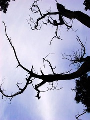 _0046901.jpg
