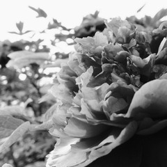 R0010843.jpg