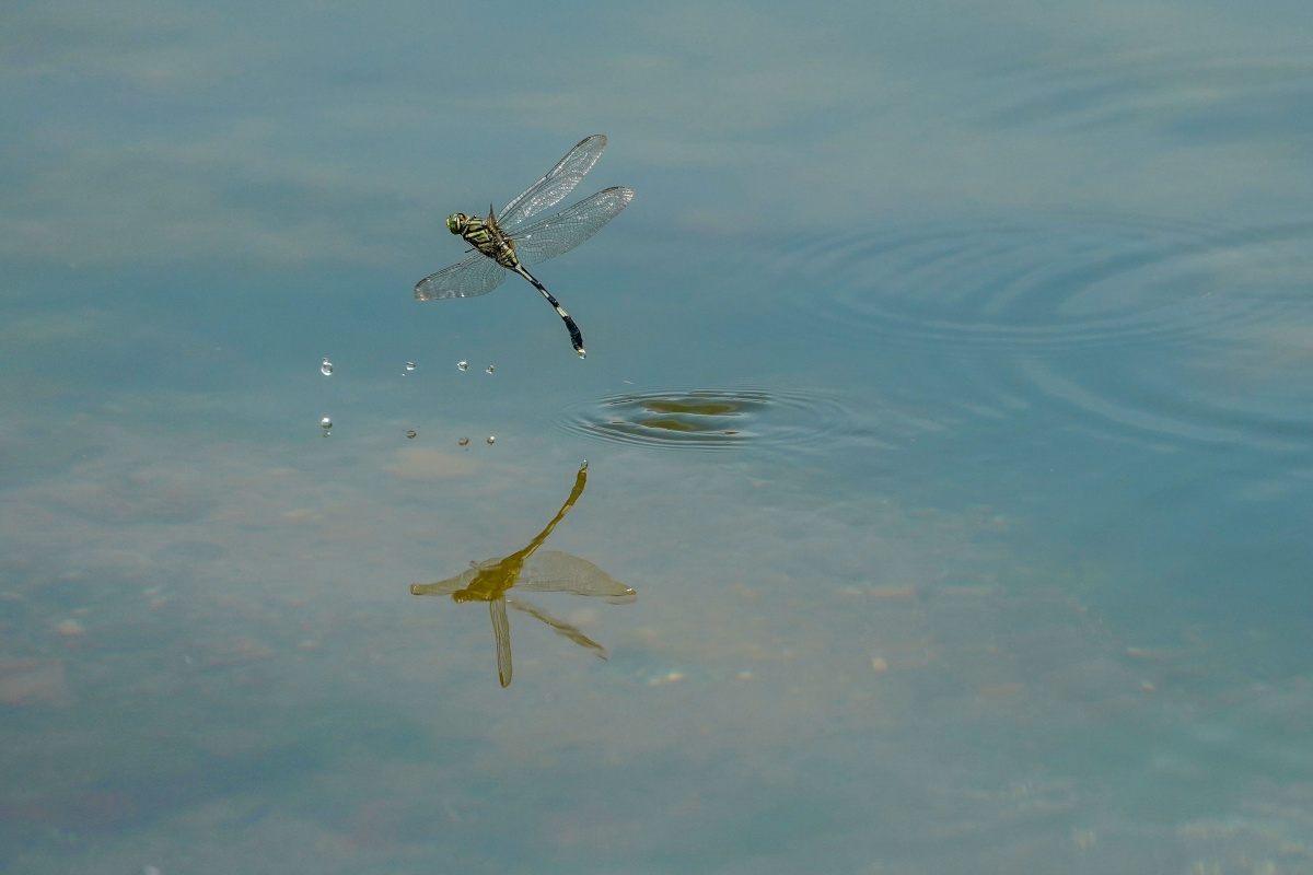 蜻蜓点水
