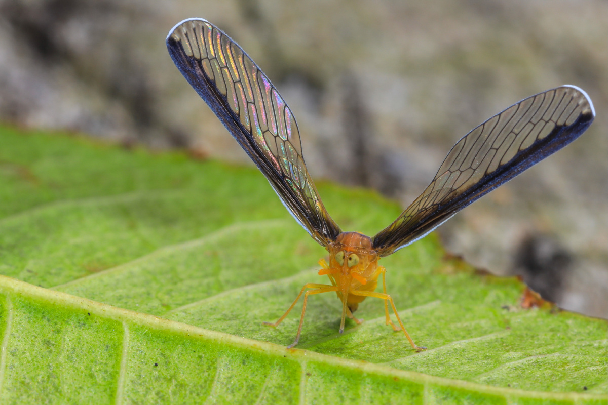 长袖蜡蝉斗鸡眼呆萌可爱像卡通片走出来的