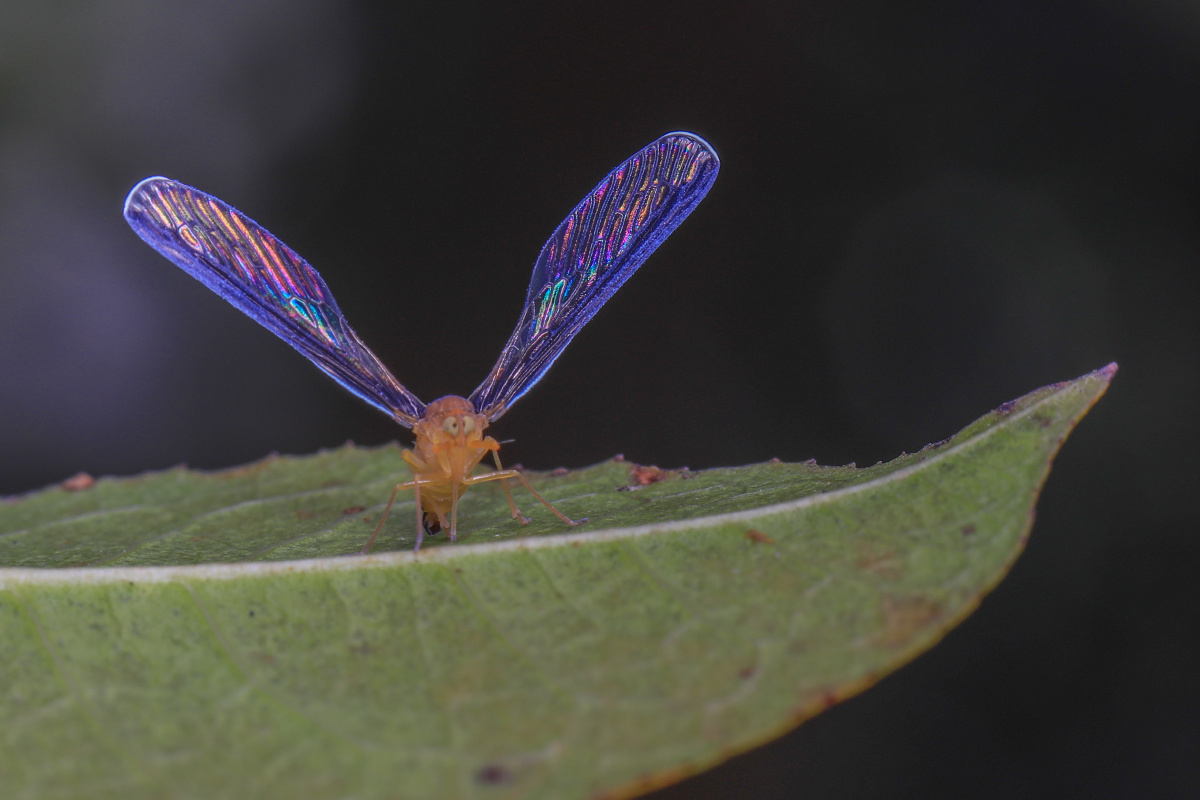 长袖蜡蝉斗鸡眼呆萌可爱像卡通片走出来的